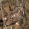 Hibou des marais DX5_9605