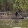 sanglier DX5_9607