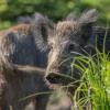 sanglier DX5_9607