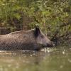 sanglier DX5_9614