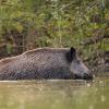 sanglier DX5_9616