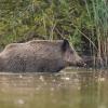 sanglier DX5_9618