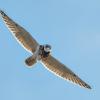Hibou des marais DX5_9628