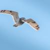 Hibou des marais DX5_9667