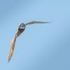 Hibou des marais DX5_9685