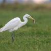 aigrette DX5_9743