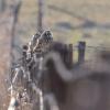 Hibou des marais DX5_9747