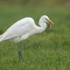 aigrette DX5_9757