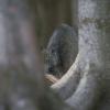 sanglier DX5_9759