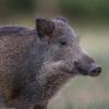 sanglier DX5_9776