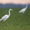 aigrette DX5_9787