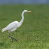 aigrette DX5_9794