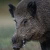 sanglier DX5_9818