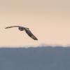 Hibou des marais DX5_9823