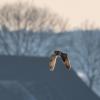 Hibou des marais DX5_9825