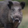 sanglier DX5_9837