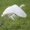 aigrette DX5_9842