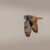 Hibou des marais DX5_9911