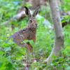 lievre dans le bois