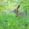 lievre en sous bois