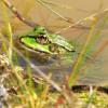 grenouille verte
