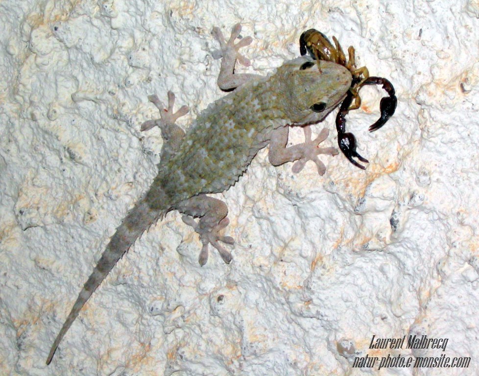 gecko a capturé un petit scorpion (cote d'azur)