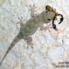 gecko a capturé un petit scorpion (cote d'azur)