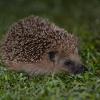 petit herisson en sortie nocturne