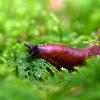 limace dans la mousse de la foret