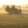 prairies d'ollignies dans la brume