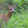 chevreuil en sous bois de feuillus 2