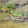 grenouille verte 2
