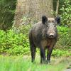 sanglier 1