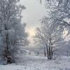 foret sous le givre 1