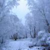 foret sous le givre 2