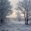foret sous le givre 3