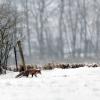 renard en quete d'un repas
