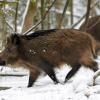 sangliers dans la neige 1