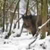 sanglier dans la neige 2