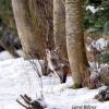 renard cherche apres le corbeau et son fromage