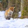 renard a repéré un campagnol