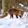 renard vient d'attraper un campagnol