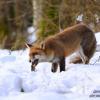renard deguste sa prise