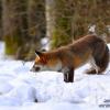 renard mange un campagnol