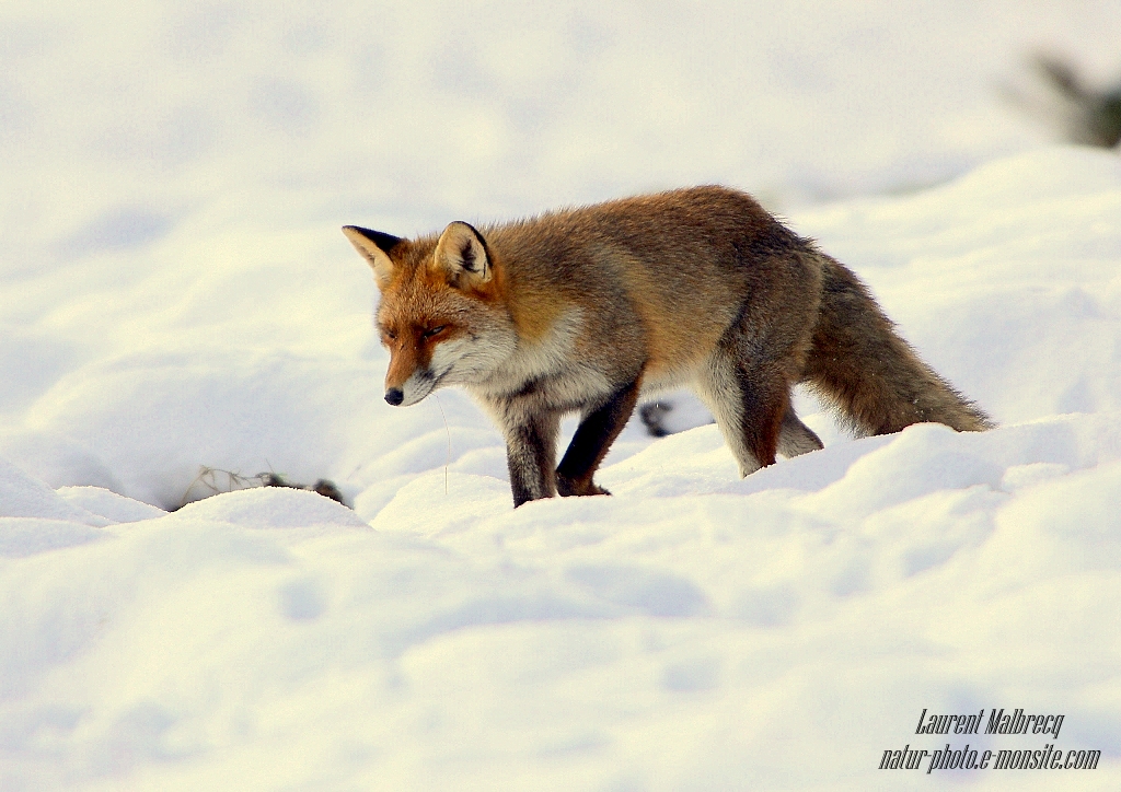 renard chasse dans la neige