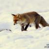 renard chasse dans la neige