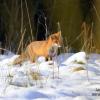 renard aux aguets 1