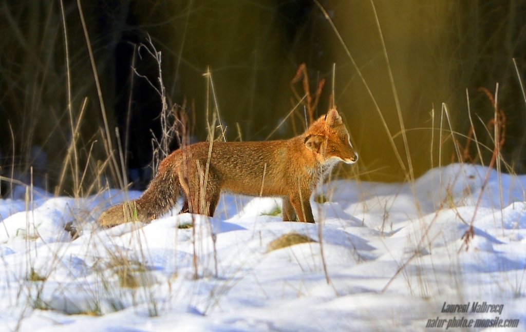 renard aux aguets 2