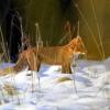 renard aux aguets 2