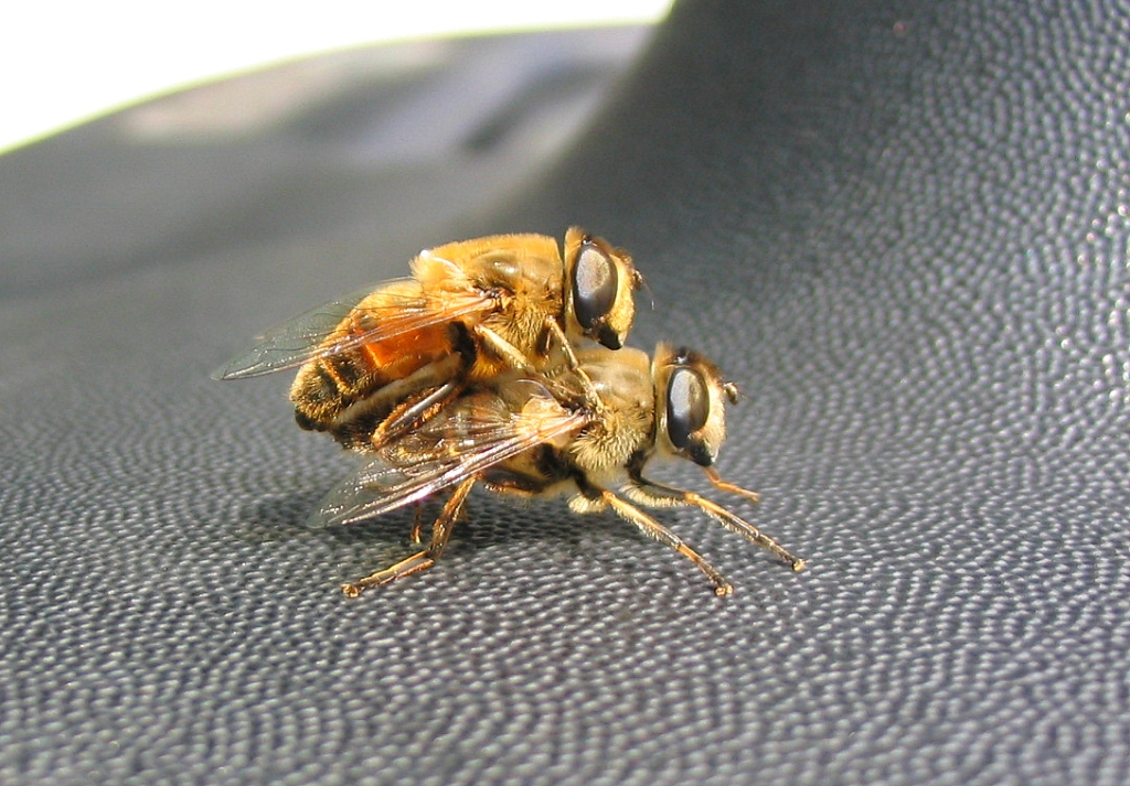 abeilles sur une selle de moto 